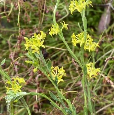 Pimelea curviflora (Curved Rice-flower) at Lake George, NSW - 2 Dec 2022 by SteveBorkowskis