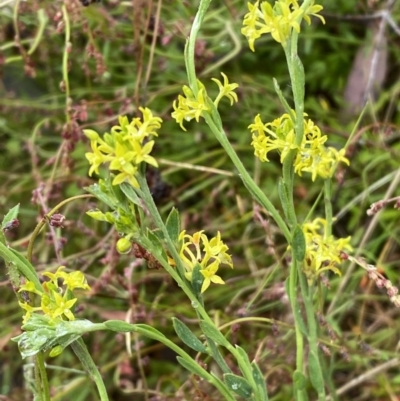 Pimelea curviflora (Curved Rice-flower) at Sweeney's TSR - 1 Dec 2022 by Steve_Bok