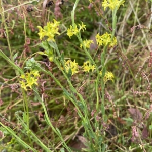 Pimelea curviflora at Lake George, NSW - 2 Dec 2022 10:08 AM