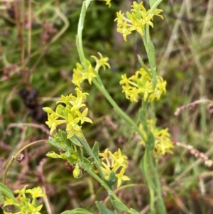 Pimelea curviflora at Lake George, NSW - 2 Dec 2022 10:08 AM