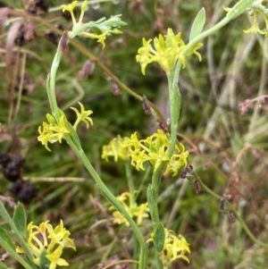 Pimelea curviflora at Lake George, NSW - 2 Dec 2022 10:08 AM