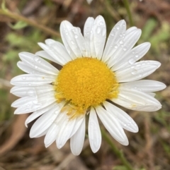 Brachyscome diversifolia var. diversifolia (Large-headed Daisy) at Sweeney's Travelling Stock Reserve - 1 Dec 2022 by Steve_Bok