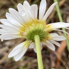 Brachyscome diversifolia var. diversifolia at Lake George, NSW - 2 Dec 2022