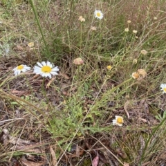 Brachyscome diversifolia var. diversifolia at Lake George, NSW - 2 Dec 2022