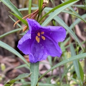 Solanum linearifolium at Lake George, NSW - 2 Dec 2022