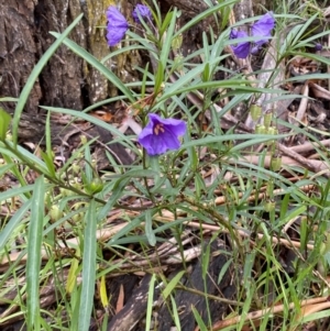 Solanum linearifolium at Lake George, NSW - 2 Dec 2022 09:47 AM