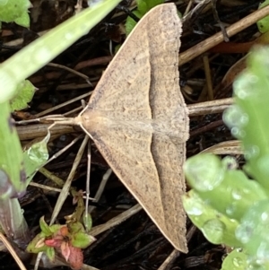 Epidesmia hypenaria at Bungendore, NSW - 2 Dec 2022