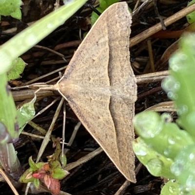 Epidesmia hypenaria (Long-nosed Epidesmia) at Bungendore, NSW - 2 Dec 2022 by SteveBorkowskis