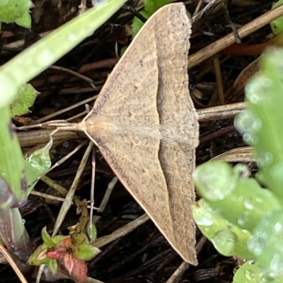 Epidesmia hypenaria (Long-nosed Epidesmia) at QPRC LGA - 1 Dec 2022 by Steve_Bok