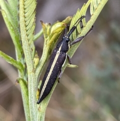 Rhinotia suturalis (Belid weevil) at Lake George, NSW - 1 Dec 2022 by Steve_Bok