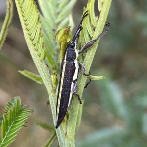 Rhinotia suturalis at Lake George, NSW - 2 Dec 2022