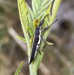 Rhinotia suturalis at Lake George, NSW - 2 Dec 2022