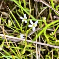 Stylidium despectum (Small Trigger Plant) at Throsby, ACT - 2 Dec 2022 by mcosgrove