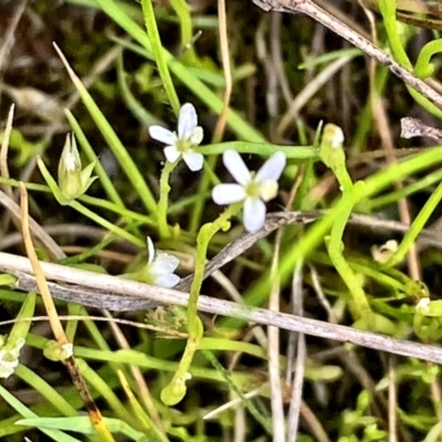 Stylidium despectum (Small Trigger Plant) at Throsby, ACT - 1 Dec 2022 by mcosgrove