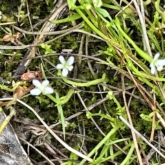 Stylidium despectum at Throsby, ACT - 2 Dec 2022