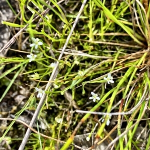 Stylidium despectum at Throsby, ACT - 2 Dec 2022