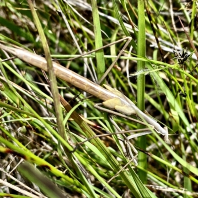 Archimantis sp. (genus) (Large Brown Mantis) at Goorooyarroo NR (ACT) - 1 Dec 2022 by mcosgrove