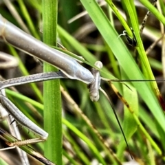 Archimantis sp. (genus) at Throsby, ACT - 1 Dec 2022