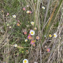 Erigeron karvinskianus (Seaside Daisy) at Goorooyarroo NR (ACT) - 1 Dec 2022 by mcosgrove