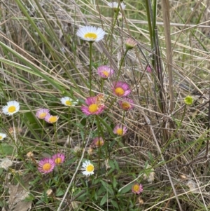 Erigeron karvinskianus at Throsby, ACT - 2 Dec 2022