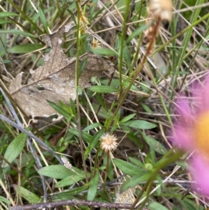 Erigeron karvinskianus at Throsby, ACT - 2 Dec 2022