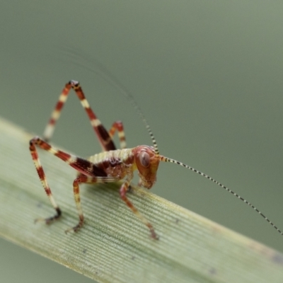 Torbia viridissima (Gum Leaf Katydid) at Acton, ACT - 2 Dec 2022 by patrickcox