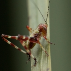 Torbia viridissima at Acton, ACT - 2 Dec 2022 11:00 AM