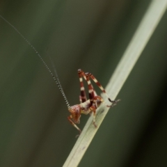 Torbia viridissima at Acton, ACT - 2 Dec 2022 11:00 AM