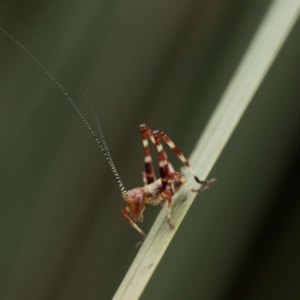 Torbia viridissima at Acton, ACT - 2 Dec 2022