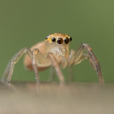 Prostheclina pallida (Orange jumping spider) at Acton, ACT - 2 Dec 2022 by patrickcox