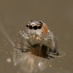 Prostheclina sp (genus) (A jumping spider) at Acton, ACT - 2 Dec 2022 by patrickcox