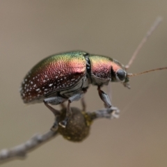 Edusella sp. (genus) (A leaf beetle) at Acton, ACT - 2 Dec 2022 by patrickcox