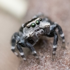 Euophryinae sp. (Mr Stripey) undescribed (Mr Stripey) at ANBG - 2 Dec 2022 by patrickcox