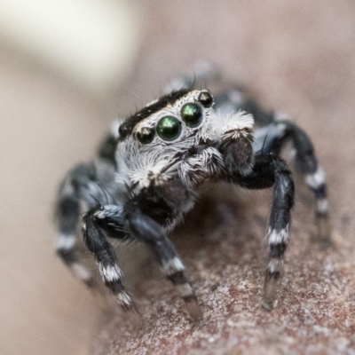 Euophryinae sp. (Mr Stripey) undescribed (Mr Stripey) at ANBG - 2 Dec 2022 by patrickcox