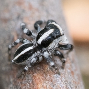 Euophryinae sp. (Mr Stripey) undescribed at Acton, ACT - 2 Dec 2022