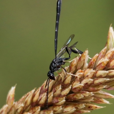 Gasteruption sp. (genus) (Gasteruptiid wasp) at Murrumbateman, NSW - 2 Dec 2022 by amiessmacro