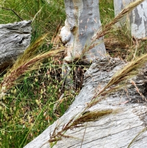 Austrostipa densiflora at Hall, ACT - 2 Dec 2022