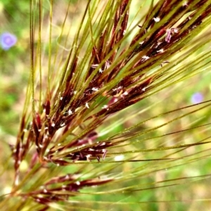 Austrostipa densiflora at Hall, ACT - 2 Dec 2022