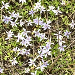 Isotoma fluviatilis subsp. australis (Swamp Isotome) at Hall, ACT - 2 Dec 2022 by strigo