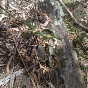 Solanum nigrum at Cooma, NSW - 2 Dec 2022 02:05 PM