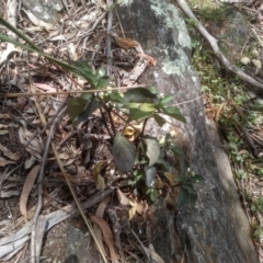 Solanum nigrum (Black Nightshade) at Cooma North Ridge Reserve - 2 Dec 2022 by mahargiani