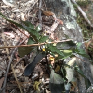 Solanum nigrum at Cooma, NSW - 2 Dec 2022 02:05 PM