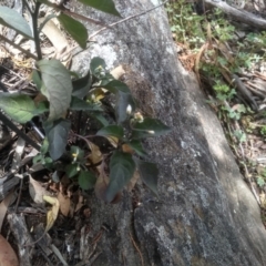 Solanum nigrum at Cooma, NSW - 2 Dec 2022