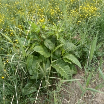 Rumex sp. (A Dock) at Cooma North Ridge Reserve - 2 Dec 2022 by mahargiani