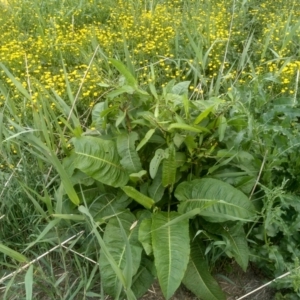 Rumex sp. at Cooma, NSW - 2 Dec 2022