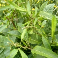 Rumex sp. at Cooma, NSW - 2 Dec 2022