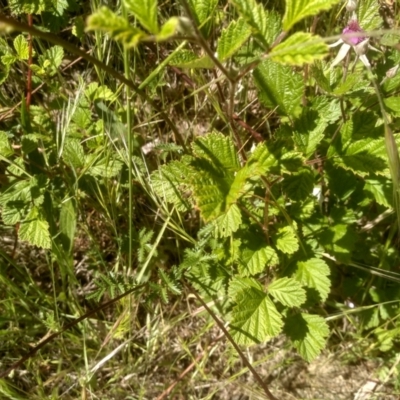 Rubus parvifolius (Native Raspberry) at Cooma, NSW - 2 Dec 2022 by mahargiani