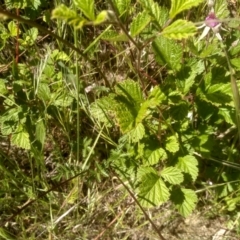 Rubus parvifolius (Native Raspberry) at Cooma North Ridge Reserve - 2 Dec 2022 by mahargiani