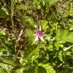 Rubus parvifolius at Cooma, NSW - 2 Dec 2022