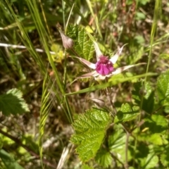 Rubus parvifolius at Cooma, NSW - 2 Dec 2022 02:57 PM